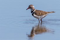 Three-banded Plover (Gravelot à triple collier) Three-banded Plover (Gravelot à triple collier)