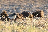 Kittlitz's Plover (Pluvier pâtre) Savuti_Marsh