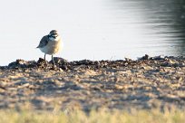 Kittlitz's Plover (Pluvier pâtre) Savuti_Marsh