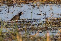 Long-toed Lapwing (Vanneau à ailes blanches) Long-toed Lapwing (Vanneau à ailes blanches)