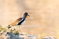 White-crowned Lapwing (Vanneau à tête blanche) White-crowned Lapwing (Vanneau à tête blanche)