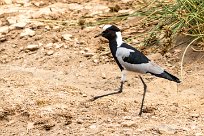 blacksmith plover (Vanneau armé) Twyfelfontein