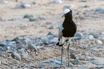 Blacksmith lapwing (Vanneau armé) Twyfelfontein et Huad River - Damaraland - Namibie