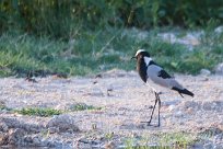 Balcksmith plover (Vanneau armé) Etosha