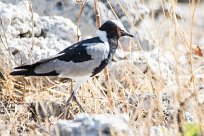 blacksmith plover (Vanneau armé) blacksmith plover (Vanneau armé)