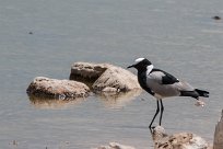 Blacksmith plover (Vanneau armé) Etosha