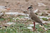 Crowned Lapwing (Vanneau couronné) Etosha