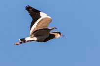 Crowned Lapwing (Vanneau couronné) Crowned Lapwing (Vanneau couronné)