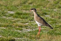 Crowned plover (Vanneau couronné) Etosha