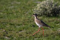 Crowned plover (Vanneau couronné) Etosha