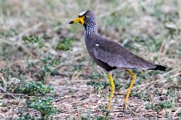 African Wattled Lapwing (Vanneau du Sénégal) African Wattled Lapwing (Vanneau du Sénégal)