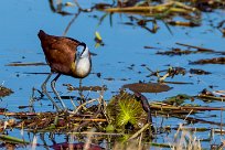 African Jacana (Jacana à poitrine dorée) Kwaï