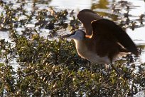 African jacana (Jacana à poitrine dorée) African jacana (Jacana à poitrine dorée)