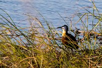 African jacana (Jacana à poitrine dorée) African jacana (Jacana à poitrine dorée)