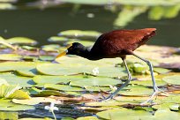 Jacana centroamerica (Jacana du Mexique) Las Isletas - Granada - Nicaragua