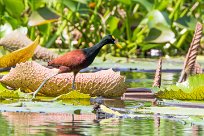 Jacana centroamerica (Jacana du Mexique) Las Isletas - Granada - Nicaragua