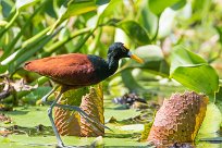 Jacana centroamerica (Jacana du Mexique) Las Isletas - Granada - Nicaragua