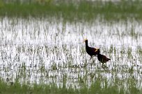 Jacana centroamerica (Jacana du Mexique) Tisma - Nicaragua