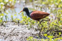 Jacana centroamericana (Jacana du Mexique) Golfo Dulce - Costa Rica