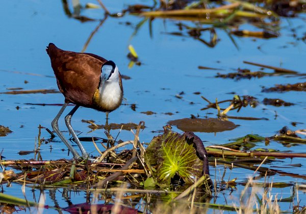 Jacana à poitrine dorée