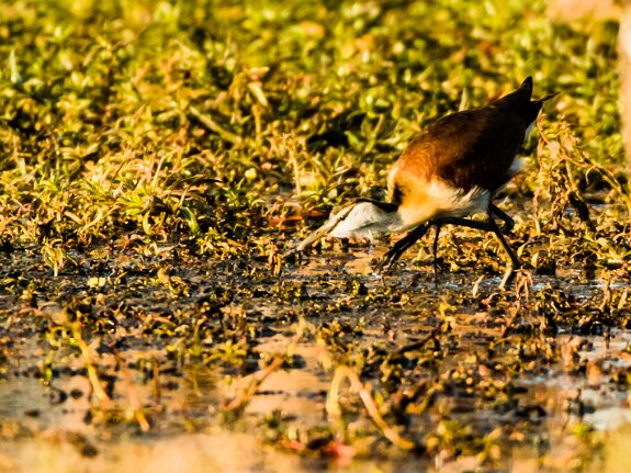 Jacana à poitrine dorée