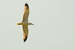 goeland_argente_03-2 null