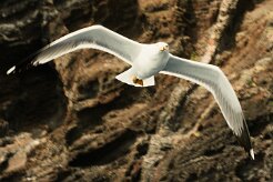 goeland_argente_04-2 null