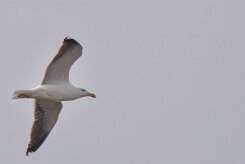 Entre Morbihan et Finistère null