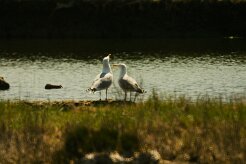 goeland_cendre_01-2 null