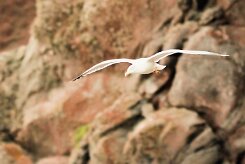 goeland_leucophee_16-2 null