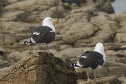 Entre Morbihan et Finistère null