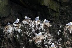 Mouette tridactyle Fjords du Nord-Ouest - Falaises de Latrabjarg