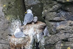 Mouette tridactyle Île de Grimsey
