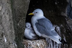 Mouette tridactyle Île de Grimsey