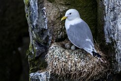 Mouette tridactyle Île de Grimsey