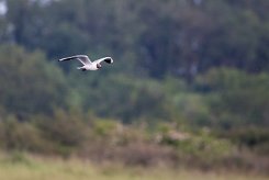 Mouette rieuse Brenne