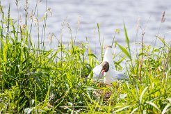 Mouette rieuse Brenne