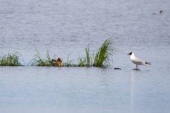 Mouette rieuse Brenne