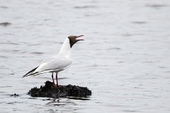 Mouette rieuse Brenne