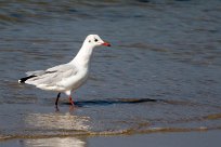 Mouette rieuse