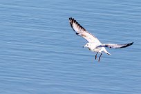 mouette rieuse mouette rieuse