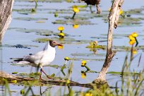 Mouette rieuse Mouette rieuse