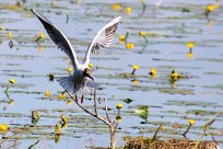 Mouette rieuse Mouette rieuse