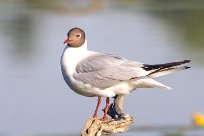 Mouette rieuse Mouette rieuse