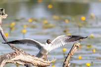 Mouette rieuse Mouette rieuse