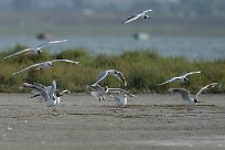 mouette_rieuse_03