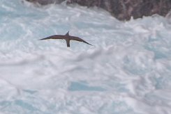 Noddi brun La Réunion