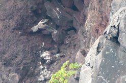 Noddi brun La Réunion