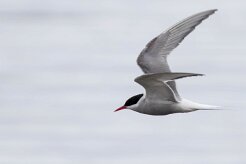 Sterne arctique Fjords du Nord-Ouest