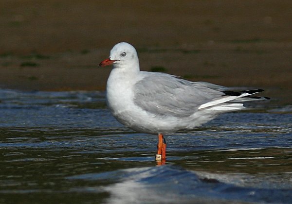 Goéland D Audouin